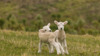 An interview with Nathan Runkle: What everyone should know about factory farming & animal welfare