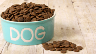 How to Find the Best Food for Your Dog (Interview) 